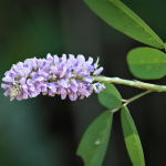 MOUNTAIN PEA #1