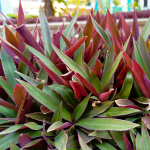 OYSTER PLANT #1