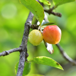 BARBADOS CHERRY DWARF #3