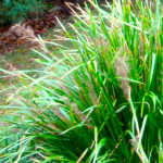 GRASS LOMANDRA #3