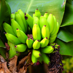 FRUIT BANANA #7