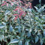 NANDINA HYBRIDS #1