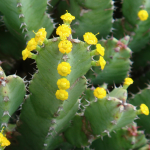 EUPHORBIA MOROCCAN MOUND #3