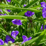 SPIDERWORT #1