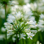 AGAPANTHUS WHITE #5