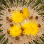 CACTUS BARREL GOLDEN CLUSTER #7