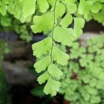 FERN MAIDENHAIR #1