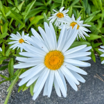 SHASTA DAISY #1