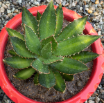 AGAVE SPLENDIDA #3