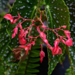 BEDDING BEGONIA FANCY 6"