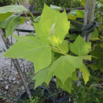 MEXICAN SYCAMORE #100