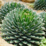 AGAVE QUEEN VICTORIA #3