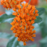 BUTTERFLY WEED #2