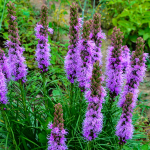 LIATRIS #1