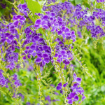 DURANTA #1