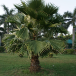 PALM MEXICAN FAN 10' CLEAR TRUNK