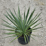 YUCCA BLUE SENTRY #5