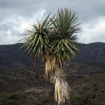 YUCCA FILIFERA #5