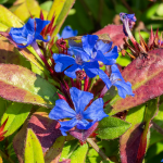 LEADWORT PLUMBAGO #1