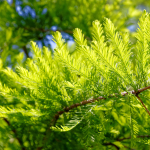 CYPRESS BALD #100