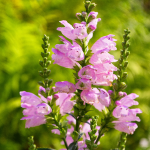 OBEDIENT PLANT #1