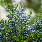 JUNIPER EASTERN RED CEDAR #30