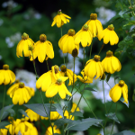 GIANT RUDBECKIA #3