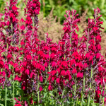 LOBELIA CARDINALIS #1