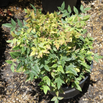 NANDINA HYBRID DWARF #3
