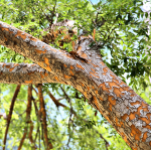 ELM LACEBARK #200