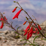 PENSTEMON #2