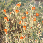 GLOBE MALLOW #3 #5