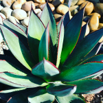 AGAVE BLUE GLOW #3