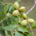 FRUIT PECAN #100