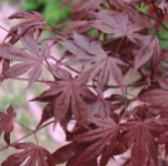 MAPLE JAPANESE EMPEROR 24" BOX