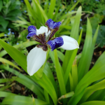 IRIS GIANT WALKING #3