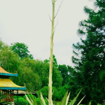 AGAVE FALSE #7