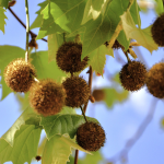 SWEET GUM #30