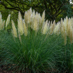 GRASS PAMPAS #5