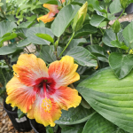 HERBICIDE ERASER QUART
