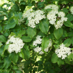 VIBURNUM RUSTY BLACK HAW #15