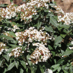 VIBURNUM SPRING BOUQUET #15