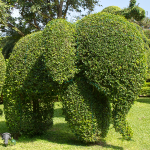 BOXWOOD TOPIARY 30" BOX