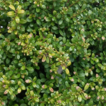 HOLLY COMPACT CONE #3