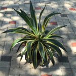 AGAVE DESMETTIANA VARIEGATED #15