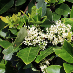 VIBURNUM SWEET #5