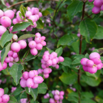 CORALBERRY #1