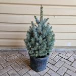 SPRUCE #5