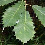 OAK CHINQUAPIN 2" B&B