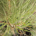 PINE LOBLOLLY #65